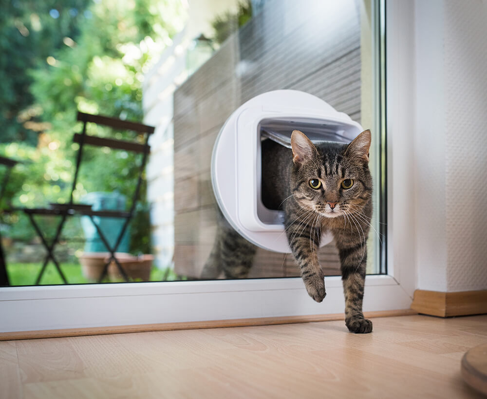 cat flap