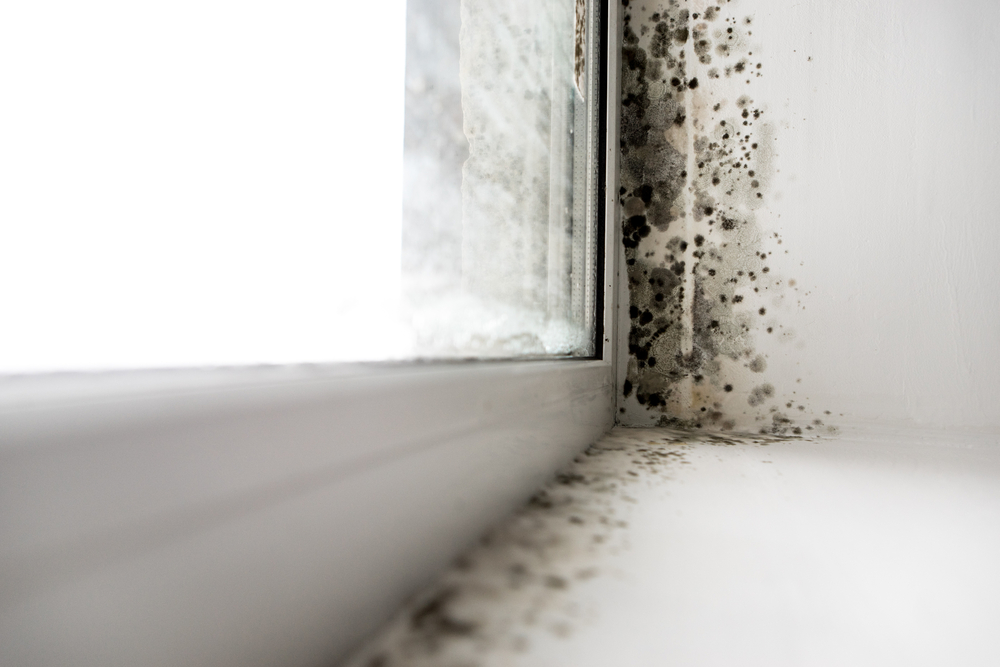 How To Prevent Mould In Your Home Montrose Glass