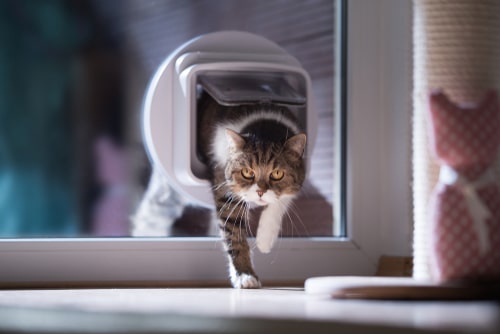 modern catflap